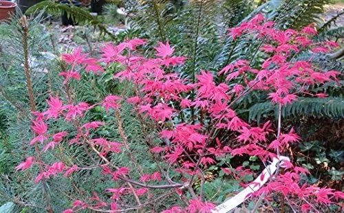 Miniatura 2 de Árbol de 3 años de arce japonés mejorado de Chishio