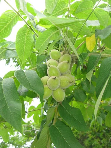 Miniatura 2 de 4 semillas de árbol de corazón para plantar - Juglans ailantifolia Cordiformis