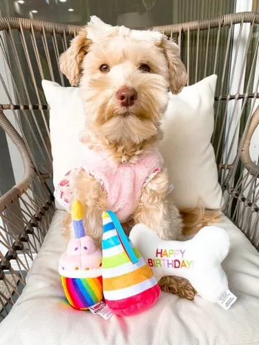 Miniatura 6 de TONBO Juguetes de peluche lindos y divertidos para perros (combo de fiesta de cumpleaños)