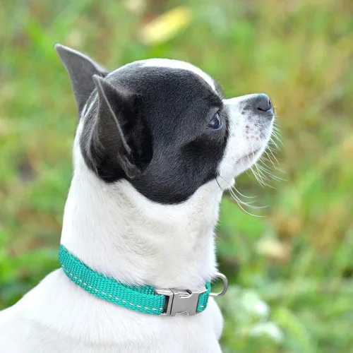 Miniatura 5 de CollarDirect Collar reflectante para perro o cachorro pequeño, mediano y grande con hebilla de liberación rápida, para machos y hembras, nailon Rojo
