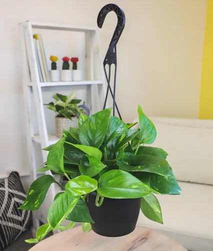 Miniatura 3 de Planta de Potos dorado en vivo en maceta colgante en vivo de Plants for Pets, 1 unidad