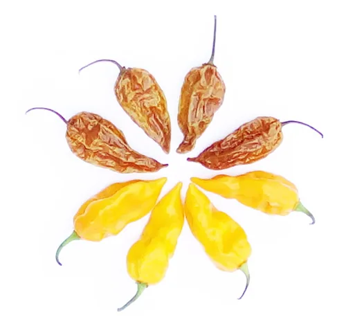 Miniatura 2 de Magic Plant 's Orange Datil - Cápsulas enteras secadas con datil fascinante y raro - Dulzura única y picante picante picante a diferencia de otros
