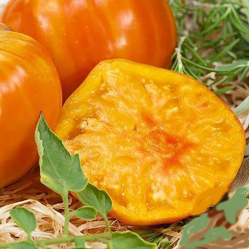 Marvel Striped Heirloom Tomate Seeds - Tomate grande - Uno de los tomates más deliciosos para el cultivo en casa,