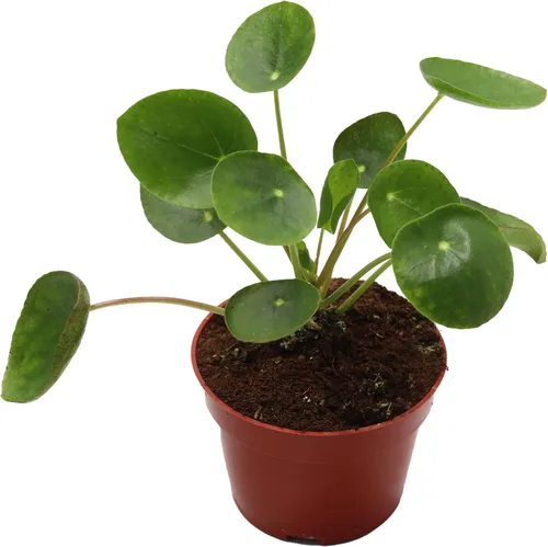 California Tropicals Planta de dinero chino rara (Pilea Peperomioides) – Planta de casa viva, maceta de 4 pulgadas para un fácil cuidado, perfecta
