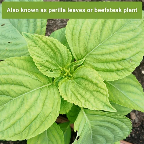 Miniatura 5 de Sow Right Seeds - Colección de semillas Shiso para plantar - Incluye verde y morado - Variedades tradicionales sin OMG - Hojas de perilla japonesas
