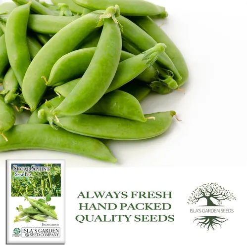 Miniatura 4 de Sugar Sprint Snap Pea Seeds (Pisum sativum) – Más de 25 semillas tradicionales sin OMG de Isla's Garden Seeds, cápsulas comestibles crujientes