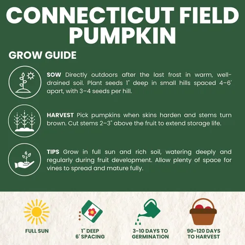 Miniatura 4 de Connecticut Field Pumpkin – 30 semillas de primera calidad para plantar – reliquia clásica, cosechas grandes, exhibiciones de otoño vibrantes