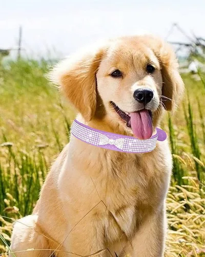 Miniatura 5 de Collar de perro para perros pequeños, collares ajustables de cuero de gamuza para perro, collar de perro rosa para gato, collar de perro con rosado4