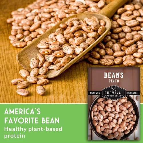 Miniatura 3 de Semillas de frijol Pinto para plantar, frijoles secos de reliquia, variedad de arbustos de alto rendimiento, cultivo alimenticio rico en proteínas