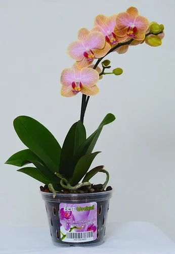 Miniatura 7 de Maceta para orquídeas con orificios, para interiores, de plástico transparente