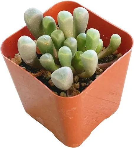Baby Toes Fenestraria Aurantiaca Succulent (maceta de plástico de 2 pulgadas) | Suculenta rara para ideas de regalo
