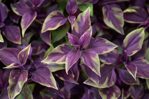 4 esquejes Tradescantia Spiderwort para cultivar - Corazón púrpura - Judío errante fácil de cultivar, amigo errante