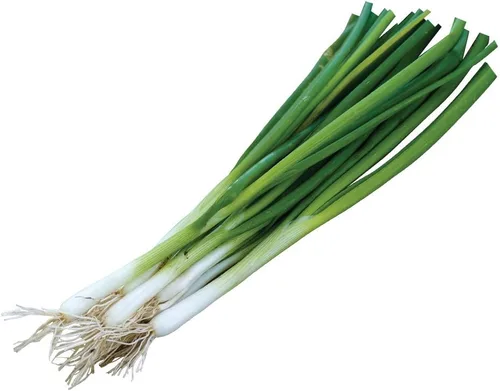 Burpee Evergreen Semillas de Cebolla Larga Blanca Agrupada 2000 semillas Evergreen Long Blanco
