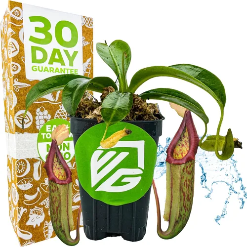 Miniatura 11 de Planta de jarra St. Gaya - Nepenthes carnívora de Wellspring Gardens - Jarrones únicos, fácil cuidado, planta de interior, impresionante planta