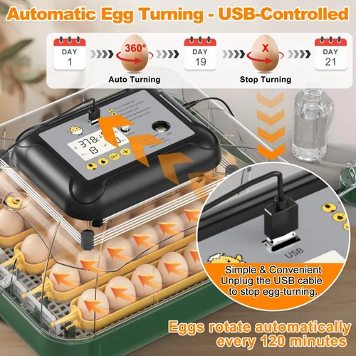 Miniatura 2 de Incubadora de 30 huevos para incubar huevos con giro automático de huevos, pantalla de temperatura y humedad de alta precisión, día de escotilla