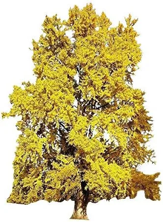Ginkgo Biloba / Semillas de árbol de culantrilla, paquete de semillas de árbol, Ginko, ideal para bonsái 10
