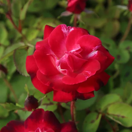Miniatura 18 de Rosas trepadoras de reliquia, planta de raíz propia viva para jardín al aire libre, Aloha, muy fragantes, zonas de rusticidad 5 a 10, floración