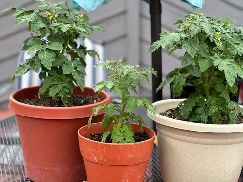 Miniatura 9 de 50 semillas de tomate Tiny Tim para plantar, tomate de patio, reliquia enana, tomate cherry - por RDR Seeds