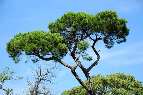 Miniatura 3 de 5 Pine Nut Italian Stone Pine Pinus Pinea Umbrella Evergreen Conifer Tree Seeds