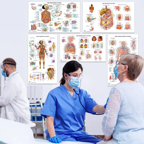 Miniatura 6 de 11 pósteres de anatomía humana - Carteles médicos, esqueléticos, masculinos femeninos, musculares, circulatorios, linfáticos, reproductivos