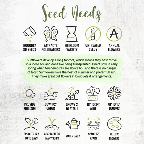 Miniatura 8 de Seed Needs Semillas de girasol para plantar girasoles de manchas solares enanas, semillas de flores de corte anual de polinización abierta