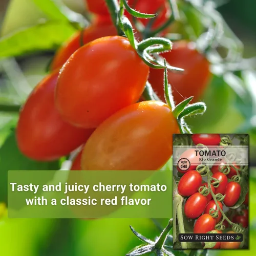 Miniatura 3 de Sow Right Seeds - Semillas de tomate Rio Grande para plantar - Paquete de reliquia sin OMG con instrucciones para plantar un huerto casero