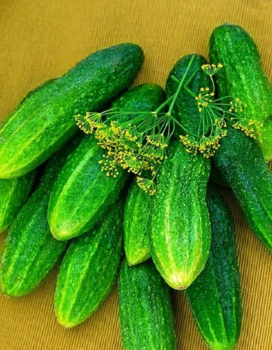Miniatura 8 de Semillas de pepino autopolinizador de interior Firm Secret F1 Hybrid Vegetal para plantar sin OMG - Tiempo de cosecha 55 días