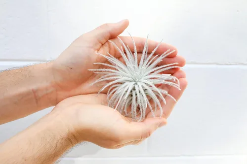 Miniatura 3 de Pequeña planta aérea Tectorum de Ecuador - Tillandsia suculenta viva para casa - Disponible al por mayor y a granel - Decoración para el hogar