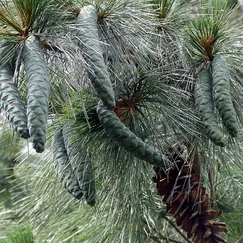 Marca – World of Pine Tree Seeds para bonsai, pasatiempo, paisaje, EZ-PAC You Choose Color (Western Himalayan Pine - 0.5 oz)