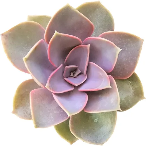 Miniatura 24 de Echeveria Lola - Planta suculenta saludable Echeveria Live de fácil cuidado para interiores, totalmente arraigada en tamaños de 2/4/6 pulgadas