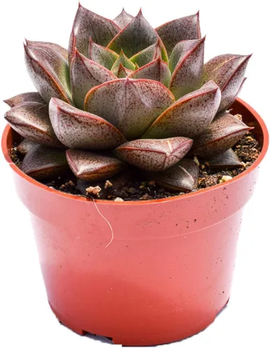 Miniatura 4 de Planta suculenta Echeveria viva – Suculenta Echeveria de 4 pulgadas totalmente arraigada (– Echeveria Borgoña Pearl)