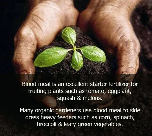 Miniatura 4 de GARDENERA Fertilizante orgánico de harina de sangre, 1/2 QT, alimenta y cultiva plantas de forma natural, fuente perfecta de nitrógeno, lo mejor
