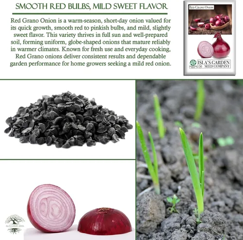 Miniatura 5 de Semillas de cebolla roja de Grano (Allium cepa) – Más de 300 semillas de reliquia sin OMG de Isla's Garden Seeds, bulbos rojos suaves y dulces