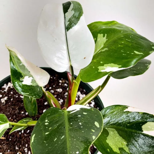 Miniatura 3 de Philodendron Plant Prince of Orange - Planta viva de 3 pulgadas, adornos para plantas de interior, plantas perennes, cultivo de jardín, puede crecer