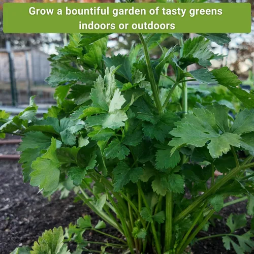 Miniatura 5 de Sow Right Seeds - Colección de semillas de verduras asiáticas para plantar - Incluye albahaca tailandesa, bok choy, apio chino, shiso verde y Tat