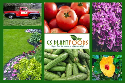 Miniatura 6 de GS Plant Foods Fertilizante soluble en agua multiusos 20-20-20, alimento vegetal equilibrado NPK con micronutrientes, contiene algas marinas