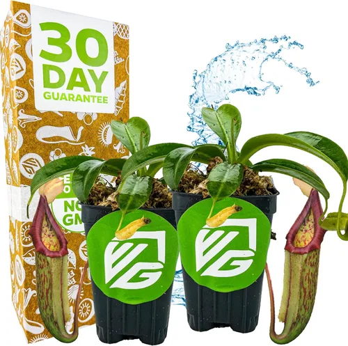 Miniatura 8 de Planta de jarra St. Gaya - Nepenthes carnívora de Wellspring Gardens - Jarrones únicos, fácil cuidado, planta de interior, impresionante planta