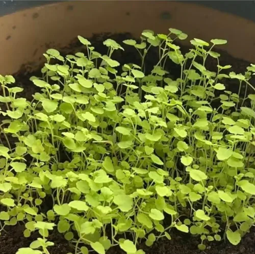 Miniatura 2 de 1000 semillas de menta - Hierba verde fresca para jardín de cocina y plantación de contenedores, variedad de crecimiento rápido