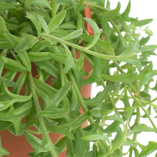 Miniatura 3 de Tienda de Suculentas Cadena de Delfines Colgante, Senecio Peregrinus, Planta Suculenta Viva Totalmente Arraigada de 6 Pulgadas con Colgador, Planta