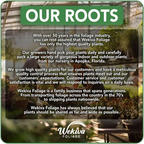 Miniatura 5 de Planta de café – 1 planta de inicio vivo – Coffea Arabica – Hermosa planta de interior de fácil cuidado para el patio y jardín comestibles