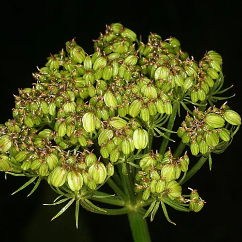 Miniatura 8 de OSHA (Ligusticum porteri) - Cultiva ahora o almacena para futuras plantaciones - Cápsula de 10 semillas