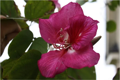 Bauhinia purpurea 10 semillas Árbol de orquídea púrpura Pequeña fragancia clásica de hoja perenne o el hogar o invernadero o zona 9+ al aire libre