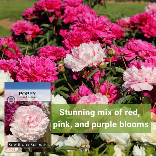 Miniatura 5 de Sow Right Seeds - Semillas mixtas de amapola de peonía para plantar - Amapolas anuales tradicionales sin OMG para jardín de flores - Floraciones