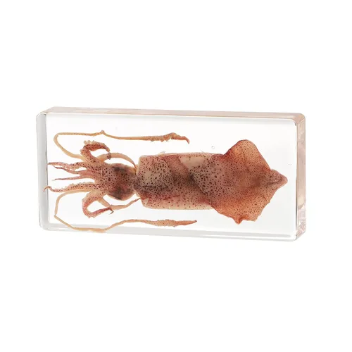 Miniatura 16 de Pulpo de taxidermia, especímenes de pulpo real, espécimen de animales en resina para educación científica en el aula, gran regalo para fanáticos