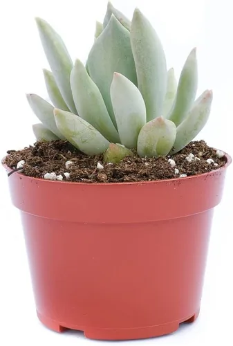 Miniatura 3 de Planta suculenta Echeveria viva - Suculenta Echeveria de 4 pulgadas totalmente arraigada (Echeveria Machette)