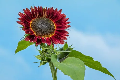 Miniatura 6 de Semillas Moulin Rouge Girasol Ornamental Rojo Flores Anuales