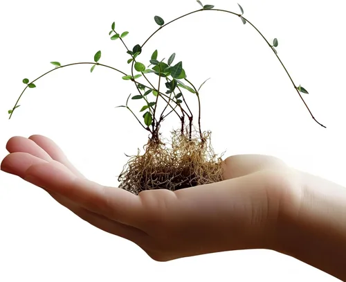 Jazmín asiático | 3 pipas vivas de raíz desnuda | Trachelospermum Asiaticum | Plantas de cobertura del suelo de bajo mantenimiento | Árbol de hoja