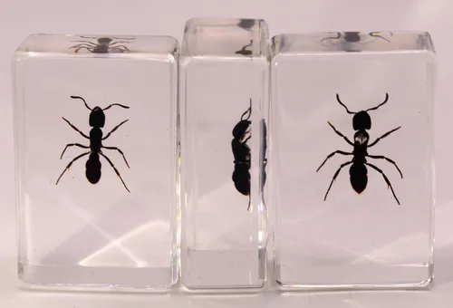 Miniatura 5 de 44mm Hormiga gigante tropical real en resina de lucita transparente cristalina, espécimen preservado Pseudoneoponera Rufipes, taxidermia