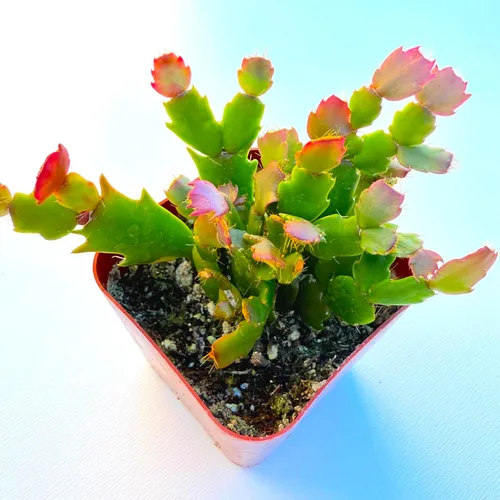 Miniatura 3 de Plantas suculentas vivas, variedades variadas en dos tamaños de maceta, plantas de fácil cuidado para interiores y exteriores, GNEM