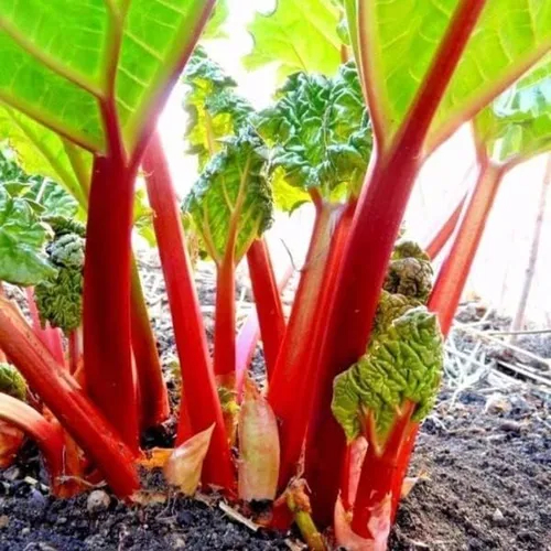 Votaniki Corona de ruibarbo Victoria - Corona de ruibarbo perennes, a granel y al por mayor lista para plantar | Fácil de cultivar, vuelve cada año